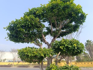 造型独特的景观树