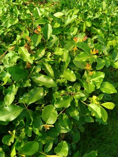 翠绿繁茂的植物叶片