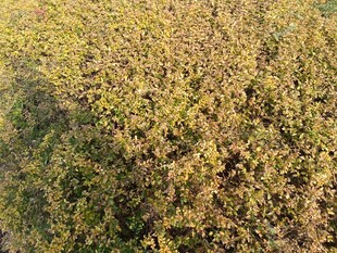 金黄繁茂植物俯瞰景象