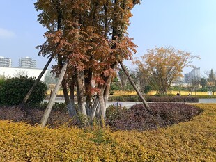 秋日园林景观中的多彩植物