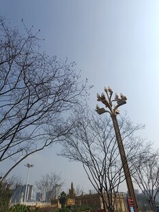 冬日公园景观路灯与树木