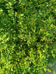 翠绿繁茂的绿植景观