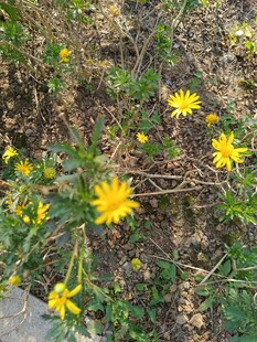 路边绽放的黄色小野花