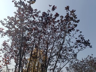 阳光下的树木与飞鸟