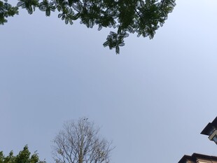 树梢蓝天间的静谧景致