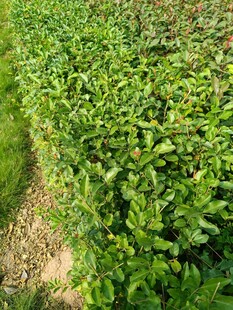 翠绿繁茂的植物田地