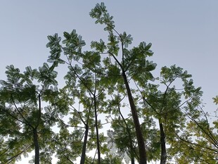 仰视下的挺拔绿树