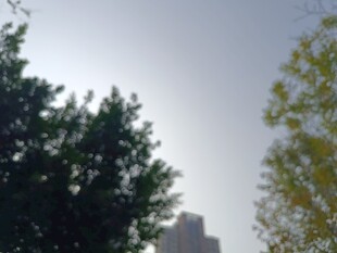 城市树木间的朦胧天际