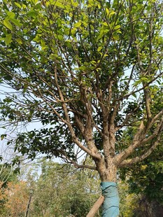 工人树上作业场景