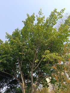 阳光下的葱郁绿树