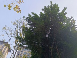 城市中茂盛的绿树景观