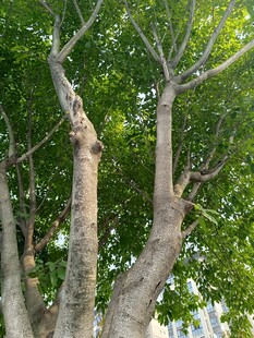 粗壮虬曲的树木枝干