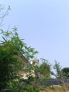 绿树掩映下的建筑一角