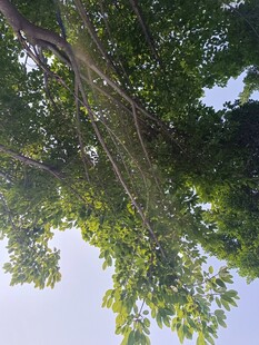 仰视繁茂绿树蓝天景象