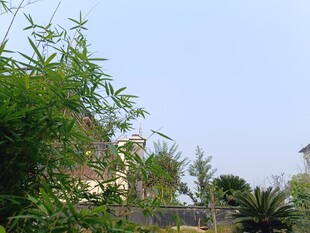 绿意环绕的静谧屋舍