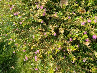 繁花盛开的绿色灌木丛