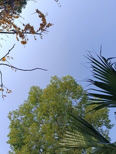 蓝天绿树间的自然景致