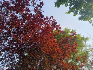 秋日多彩树叶景观