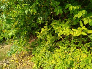 绿意盎然的自然植物景观