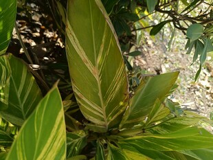 翠绿斑纹叶片植物特写