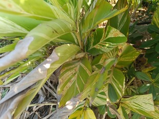 翠绿斑斓的植物叶片