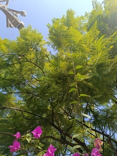 绿树繁花映蓝天