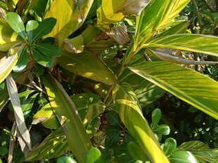 黄绿相间的植物叶片特写