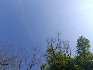 蓝天绿树间的自然景致