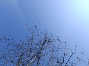 蓝天枯枝 