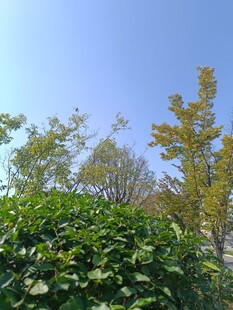 秋日绿植与蓝天景致
