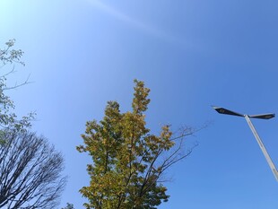 秋日树梢与蓝天路灯景象