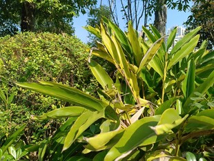 翠绿繁茂的热带植物景观