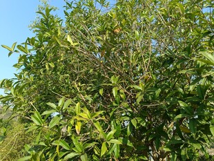 绿叶繁茂的树木