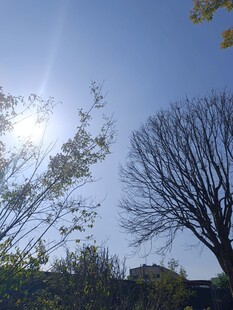 阳光下的树木与蓝天