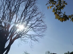 阳光下的光秃树枝