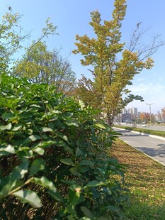 秋日路边绿植景观