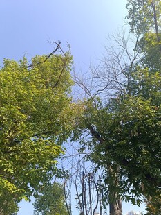 仰视葱郁树木与蓝天