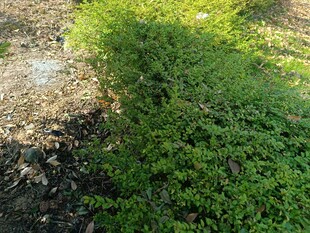 阳光下的翠绿植物