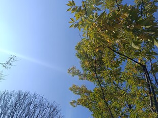 蓝天绿树间的飞机轨迹