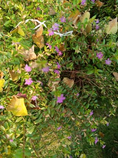 草丛中的紫色小花