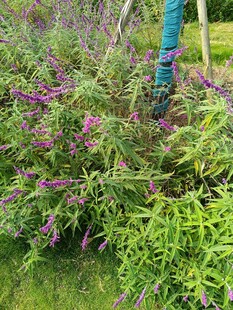 紫色花卉与绿植景观