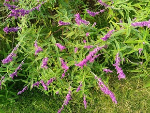 紫色花卉植物特写