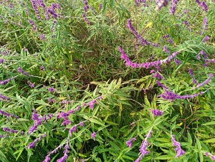 紫色花卉与绿叶植物景观