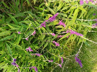 草丛中的紫色野花