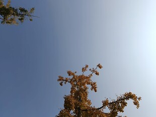 秋日树梢映蓝天