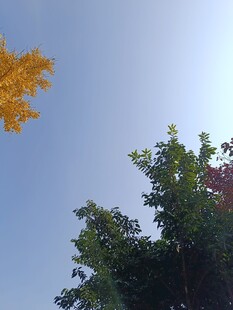 秋叶飘向蓝天
