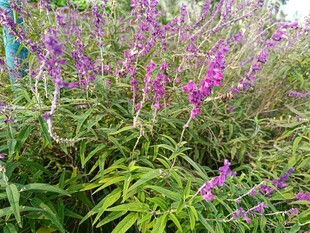 紫色花卉与绿叶植物景观