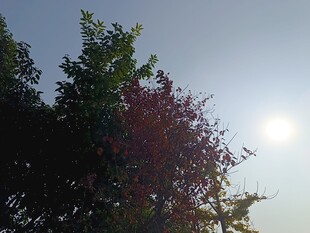 阳光下的绿树与红树