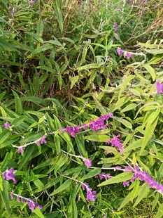 紫色小花绽放于绿植间