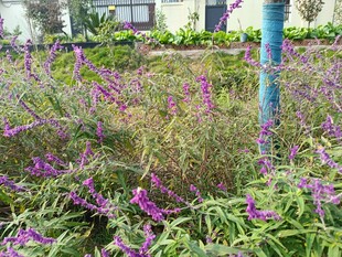 紫色花卉绿植景观